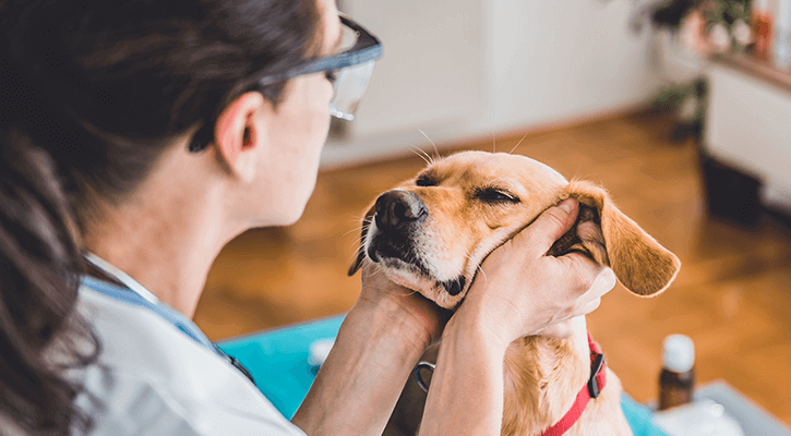 Veterinarian In 67401 | Town and Country Animal Hospital