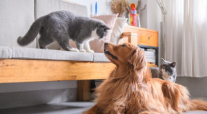 Canine & Feline Health Plans