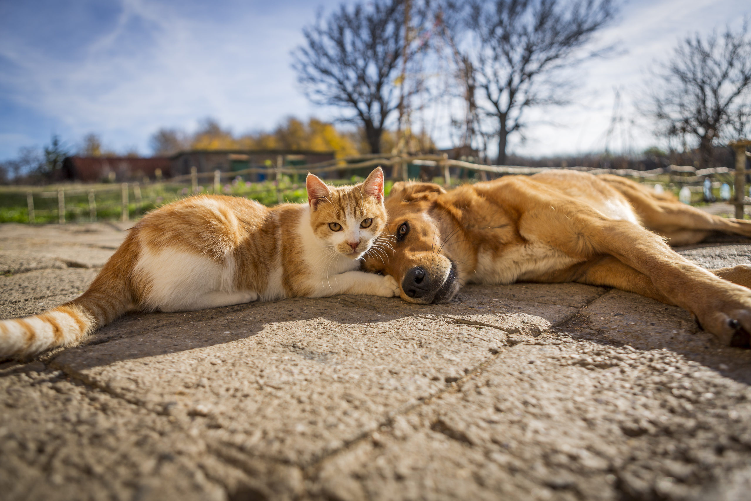 dog and cat play together. cat and dog lying outside in the yard dog and cat play together. cat and dog lying outside in the yard